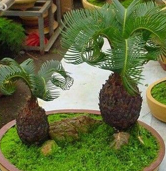 搬家风水植(zhí)物